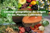 CENTROS DE ORIGEN DE LAS PLANTAS CULTIVADAS · 2016-08-15 · G. CENTRO SURMEXICANO Y CENTROAMERICANO (MESOAMÉRICA). Cereales: Maíz, Amaranto. Legumbres y Hortalizas: Frijol común,