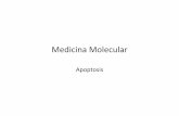 medicina molecular apoptosis · •Durante el proceso de apoptosis se produce el corte internucleosomal del ADN en fragmentos múltiplos de 180‐200pb. •La electroforesis en geles