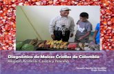 Diagnóstico de maíces criollos de Colombia³n Cauca y Nariño.pdf · Colombia es uno de los países que tiene mayor diversi-dad de maíces nativos y criollos, ... cuyo ciclo vegetativo