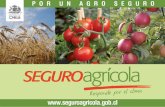 CLIMA EN LA AGRICULTURA - Hijuelas · 2012-09-07 · CLIMA EN LA AGRICULTURA • CLIMA: posiblemente el principal insumo de la agricultura. • Permite que cultivos y plantaciones