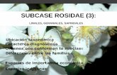 SUBCASE ROSIDAE (3) 16... · y Geraniales y otra que los diferencie. 2.- ¿Qué Familia del Orden Sapindales poseen flores cigomorfas? 3.- ¿A qué Familia pertenece Aesculus carnea?