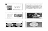 CONSTITUCIÓN MORFOLÓGICA DEL FRUTO CÍTRICObiblioteca.uns.edu.pe/saladocentes/archivoz/curzoz... · 3 13 Physalis peruviana (Dicotiledónea) Morus nigra, mora (Dicotiledónea) El