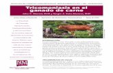 Tricomoniasis en el ganado de carne - aces.nmsu.edu · La tricomoniasis, o “tric” abreviado, es una enfermedad de trans- misión sexual del ganado causada por el endoparásito