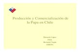 Producción y Comercialización de la Papa en Chilebiblioteca.inia.cl/.../ProduccionComercializaciondePapaChile_HoracioLopez.pdf · Producción chilena de papas • La papa es el