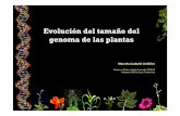 Evolución del tamaño del genoma de las plantasbioinformatica.uab.es/base/documents/masterGP/Genome Size...LTRs son más restringidos a insectos (Drosophila) y plantas (especialmente