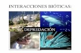 012 intreacciones depredacion - Rodrigo Beas...Interacciones poblacionales: Modelos de laboratorio. …con refugio para la presa y reserva para el depredador ciclos aparecieron. Los
