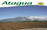 Abril • junio 2014 - ATAGUA...5Revista Atagua • abril-junio 2014 El Riego oportuno en caña de azúcar con énfasis para los suelos con predominio de arena o arcilla en el perfil