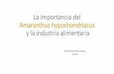 La importancia del Amaranthus hypochondriacus y la industria …someicca.com.mx/wp-content/uploads/La-importancia-del... · 2015-12-04 · La FAO y la OMS, lo consideran un alimento