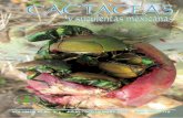 Cactáceas y Suculentas Mexicanasweb.ecologia.unam.mx/cactsucmex/csm2012_57_3.pdf · poco definidas. Las aréolas son circulares de hasta 3 mm de diámetro, se encuentran provistas