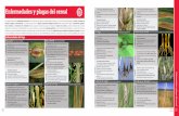 Enfermedades y plagas del cereal - LG Seeds: semillas de maíz, … · 2017-04-25 · • Presencia de adultos en el cultivo • Umbral de tratamiento cundo se observen mas de 2 adultos/m2
