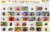 Coleópteros, - Biodiversidad Virtual · increíble diversidad Los coleópteros (escarabajos en general) forman el grupo más diverso del reino animal. Ocupan cualquier tipo de hábitat