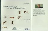 atta.labb.usb.veatta.labb.usb.ve/Klaus/ElMundoHormigasV2.pdf · Las sociedades de las hormigas se consideran entre las más Complejas de las conocidas en el reino animal. Algunas