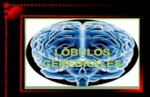 Lóbulo (cerebro) · lóbulos cerebrales Cada lóbulo tiene su respectiva función. Asisten el la planificación, coordinación, control y ejecución de las conductas Es el "corteza