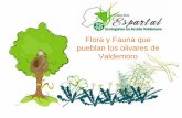 Flora y Fauna que pueblan los olivares de Valdemoro...Otras aves, típicas granívoras, como la paloma torcaz, el pinzón vulgar y el lúgano, encuentran en los olivares un buen lugar