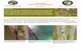 Odonata Clave de subórdenes - Biodiversidad VirtualOdonata Clave de subórdenes Ref: Odo.1 1.- (1a) Ojos separados entre sí una distancia mayor que el diámetro ocular. Cuerpo grácil
