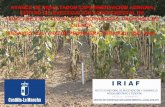 RESULTADOS CAMPAÑA 2.016. CULTIVOS DE PRIMAVERA …pagina.jccm.es/agricul/albaladejito/pdf/RESULTADOS_CAMPAnA_2.016.cultivos_primavera...colaboración inestimable de un buen grupo