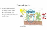 Fotosíntesis y Respiración Celularbiotiempo.weebly.com/uploads/9/4/5/8/94588683/fotosintesis_1ro_m.pdf · FOTOSINTESIS Proceso a través ... vegetales especialmente transforman