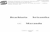 Brachiaria brizantha Marandu - Agência Embrapa de ...docsagencia.cnptia.embrapa.br/bovinodecorte/doc/doc21/doc21.pdf · outras espécies de Brachiaria, sendo que 1 g dessa culti-