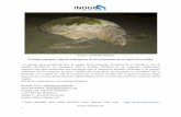 Tortugas marinas: especies indicadoras de los ecosistemas ...inogo.stanford.edu/sites/default/files/Tortugas Marinas_RB_052613_0.pdf · tortugas: la tortuga golfina, la tortuga caguama,
