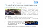 Partido Animalista con Yayo... · Partido Animalista — Costa Rica — CP – ¿Se tomaba en cuenta en esa época el maltrato animal? YV – No, no se consideraba el maltrato ni