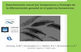 Determinación sexual por temperatura y fisiología de la ...acuacultura.espe.edu.ec/wp-content/uploads/2013/09/Somoza-Reproduccion... · La regulación de estos genes establecería