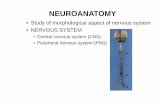 NEUROANATOMY lectures/Anatomy/NEUROANAT-introduction.pdf · NEUROANATOMY • Study of morphological aspect of nervous system • NERVOUS SYSTEM • Central nervous system (CNS) •