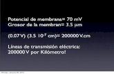 Potencial de membrana= 70 mV Grosor de la …...Cuando el gradiente electroquímico es cero, no hay flujo neto de corriente. Potencial en reposo, se describe con la ecuación de Nernst: