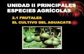 UNIDAD II PRINCIPALES ESPECIES AGRÍCOLAS...•Fruto: baya unisemillada, oval, de superficie lisa o rugosa. El envero sólo se produce en algunas variedades y la maduración del fruto
