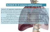 BLOQUE III: El sistema cardiopulmonar - Materiales didácticos de biología y … · 2018-12-13 · BLOQUE III: El sistema cardiopulmonar Tema 5.-El aparato respiratorio A.-Anatomía