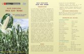 PRESENTACIÓN MAÍZ CHOCLERO INIA 620-WARI...La cosecha del maíz choclero INIA 620 - Wari debe ser oportuna; para consumo en choclo es necesario que los granos estén en estado lechoso.