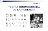 TEMA 3: Teoría cromosómica de la herenciarnavajas/wp-content/uploads/2017/03/TEMA_2_GI.pdf · de cromosomas reducido a la mitad), lo que asegura que la cantidad de información