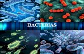BACTERIASBACTERIAS • Las bacterias son relativamente pequeñas, pero tienen un enorme impacto en nuestro mundo, ya que algunas son causantes de enfermedades graves. • Las bacterias