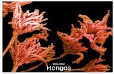 BIOL 3052 Hongos - uprm.edu · •Los hongos productores de micorrizas arbusculares se colocan en el Filo Glomeromycota. •Basidiomycota y Ascomycota se separan en dos grupos monofiléticos