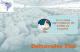 Guía para pigmentación de pollos de engorde · alimentación de Aves de corral: Su sistema inmunológico se fortalece, protege sus células de las influencias nocivas del medio