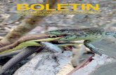 BOLETIN - - Actualitat i entitats de Masquefa · El caso de la tortuga mediterránea (Testudo hermanni hermanni), es espe-cialmente particular y anecdótico. El origen de los ejemplares