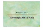 Histología de la RaízE1cticas/Pr%E1ctica%206%20Ra%EDz.pdf · Crecimiento secundario en una raíz pentarca. (A) Distribución de los tejidos primarios y comienzo de la diferenciación