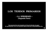 LOS TEJIDOS PRIMARIOS · LOS TEJIDOS PRIMARIOS - LA EPIDERMIS – (Segunda Parte) Esta presentación está protegida por la ley de derechos de autor. Su reproducción o uso sin el