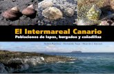 El Intermareal Canario - fernando.tuya · El Archipiélago Canario está situado entre las lati-tudes 27 − 29º N y las longitudes 18 − 13º O, sepa-rado unos 100 Km. de la costa
