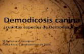 ¿cuántas especies de Demodex hay? · ¿cuántas especies de Demodex hay? M.V. Fiorucci, Georgina Santa Rosa, 7 de diciembre de 2013. ... Menores de 18 meses Herencia recesiva Adulto