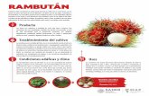 RAMBUTÁN - gob.mx · 2019-10-14 · Producto Establecimiento del cultivo RAMBUTÁN Los frutos son redondos u ovalados de color rojo claro a intenso. Con variaciones de esas tonalidades,