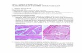 TPH5 - TRABAJO PRÁCTICO Nº 5 TEJIDO MUSCULAR Y SISTEMA ... 2019.pdf · 2) Aorta y vena cava - HyE: corte transversal Arteria Elástica Intima endotelio (núcleos endoteliales en