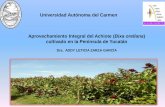 Universidad Autónoma del Carmen Aprovechamiento Integral ...someicca.com.mx/wp-content/uploads/S21-28...• Propagación del achiote, de accesiones con potencial en altos contenidos