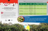 Tabla 1. - cenicafe.orgTabla 1. Características de los insecticidas químicos recomendados para el control de la broca del café en Colombia. Los insecticidas son una herramienta
