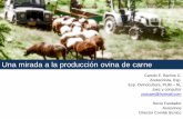 Una mirada a la producción ovina de carne · 2019-02-15 · Ventajas de la producción ovina Alto potencial Biótico. Se alimentan de forrajes verdes son herbívoros. Posibilidad