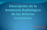 Servicio de Hemodinámia Hospital Centenario Rosariohemodinamiahpc.com.ar/download_carrera/rotantes/Anatomía... · 2017-03-20 · Cuando el surco auriculoventricular se encuentra