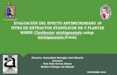 Presentación de PowerPoint...El cultivo de jitomate (Solanum lycopersicum sculentum.) es un producto agrícola de alta importancia económica a nivel mundial. En México la producción