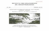 ISSN 2413-337X REVISTA NICARAGUENSE DE BIODIVERSIDADrevista nicaraguense de biodiversidad n°28. enero 2018 inventario de nidos de aves en juan grande, gamboa, panamÁ. ricardo j.