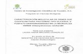 Centro de Investigación Científica de Yucatán, A.C. … · 2018-04-26 · CICY CIENCIAS ( BIOLÓGICAS Centro de Investigación Científica de Yucatán, A.C. Posgrado en Ciencias