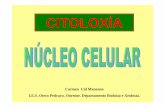 CITOLOXÍA - Galiciacentros.edu.xunta.es/iesoteropedrayo.ourense/dptos/bio/bach_2_bio_… · Mosca domestica, Musca domestica 12 Centeno, Secale cereale 14 Gusano de seda, Bombix