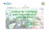 Cultivo de crucíferas para industria en el valle del Ebro · 2015-04-23 · nutrientes que provoca. La materia orgánica que apliquemos debe estar correctamente analizada. • Binas: